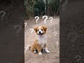Aadhaar Card For Puppy??