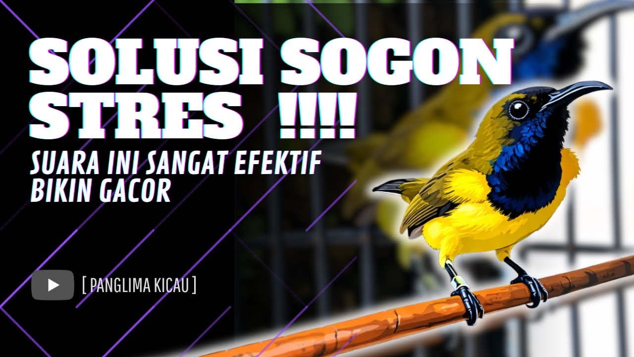 Auto Bunyi! Pancingan Sogon Bikin Cepat Gacor & Hilang Stres! #pancingansogon #sogongacordor #sogon 