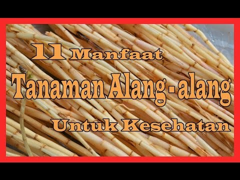 Video: Apa Yang Boleh Dibuat Dari Alang-alang