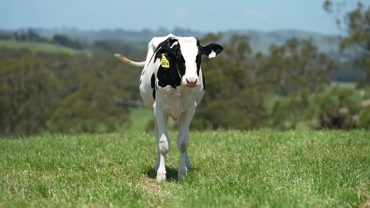 LOT 17 - Smethurst Park Jerry Lewis Imedla 5874