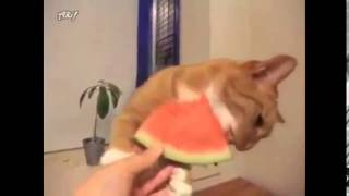 Приколы с кошками Смешная кошка лопает арбуз!!! прикольное видео Смотри! Приколы с кошками Смешная кошка лопает арбуз!!! прикольное видео Смотри!