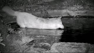 Wolf Goes Swimming to Hunt Frogs