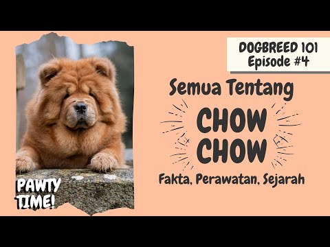 Video: Anjing Chow Chow Breed Hypoallergenic, Kesehatan Dan Umur