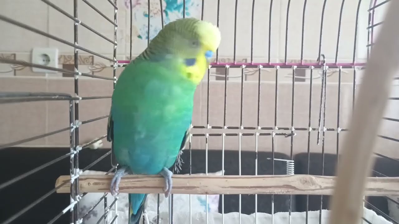 Muhabbet Kuşları İçin Aşk Dolu ASMR ,1 Saatlik Çekim Gücü! 💘 Kızıştırma Sesleri , Muhabbet kuşu sesi