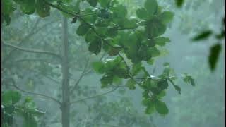 TERAPI SUARA HUJAN DAN PETIR SERTA SUARA BURUNG DIHUTAN.