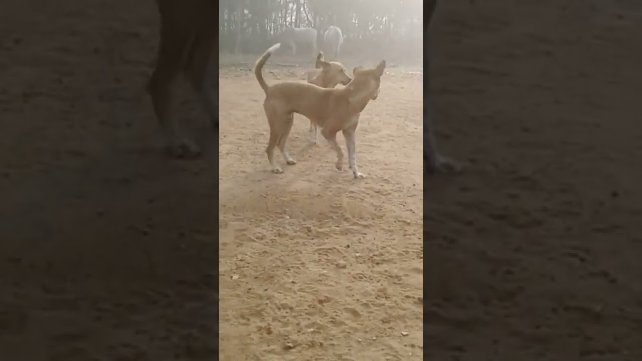 new santali video song 2022 .bhada