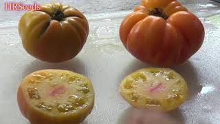 ⟹ Pineapple Tomato | Solanum lycopersicum | Tomato Review