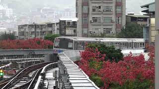 20201022 花卉之美 台灣欒樹 北投捷運站 4K