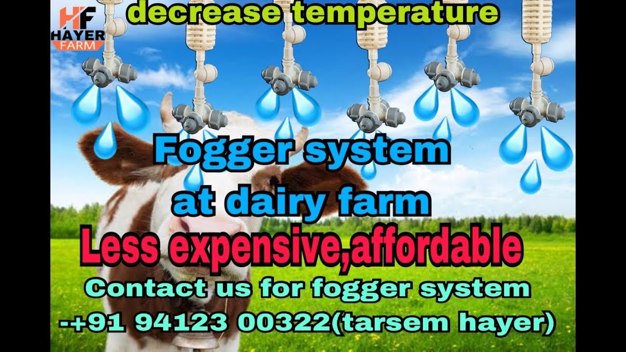 fogger system/for cattles/at hayer dairy farm YouTube