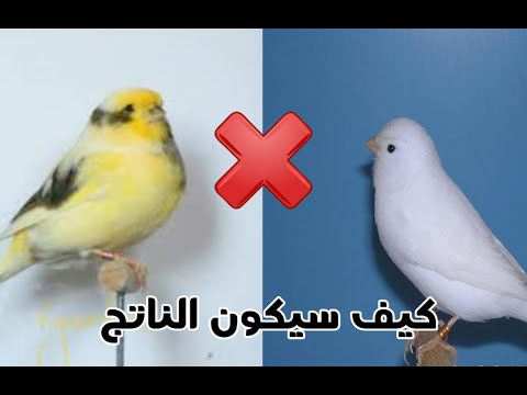 كيف سيكون ناتج كناري سلالة النقية مع كناري بلدي كناري العادي
