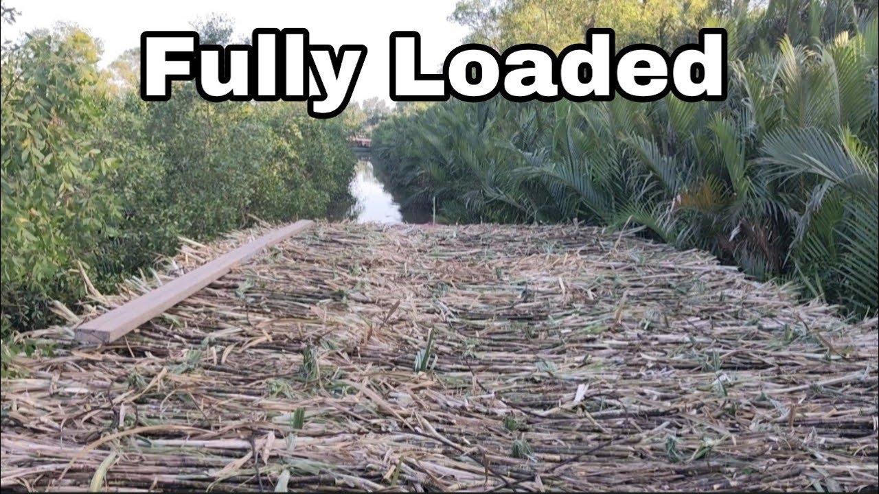 Heavy Sugarcane Boat Stuck in a Narrow Shallow Canal | Slow & Tense River Journey