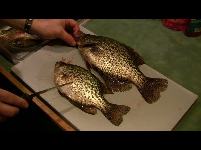 How to Fillet a Crappie (Bonus: How to Tell the Difference Between
