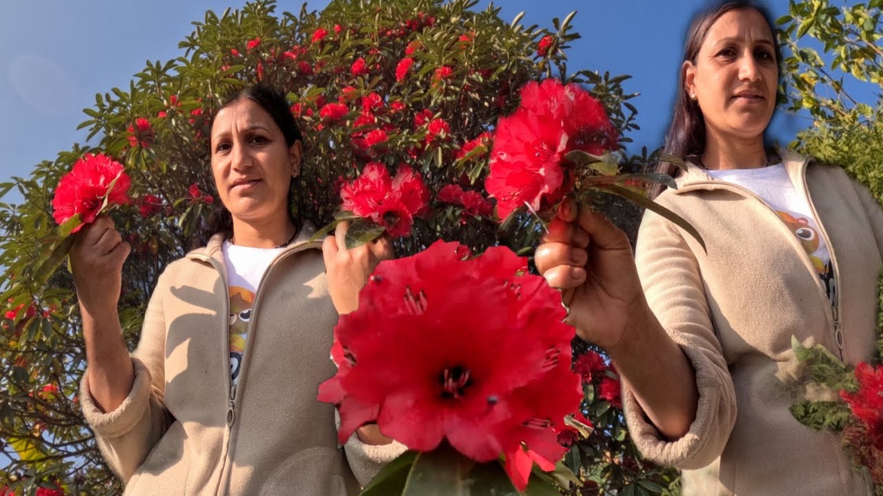 Rhododendron गुरासको मनमोहक फूल हाम्रो भुगोलमा पनि      फूल्यो है❤️बसन्तको आगमन सँगसँगै#flowers#love