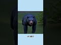 そのクマ、本当にクマだったのか？#事件#shorts