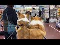 休日なので犬達と『ペットショップ』へお出かけした結果…