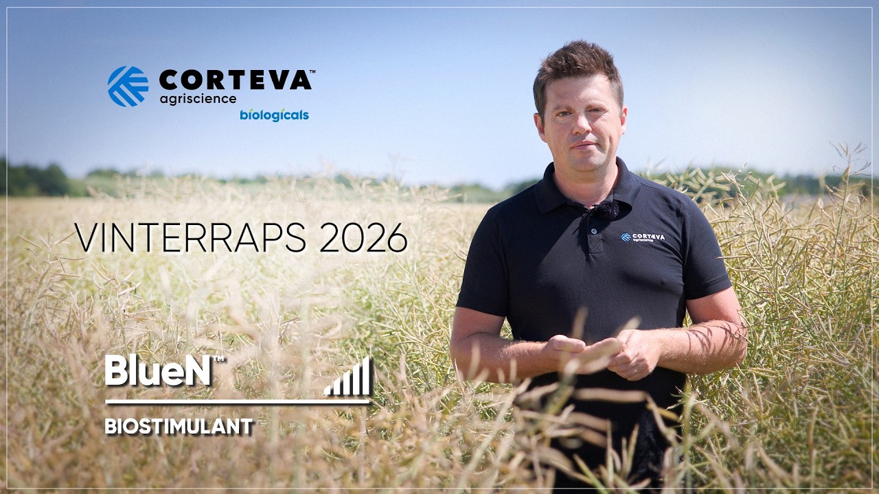 BlueN Vinterraps 2026