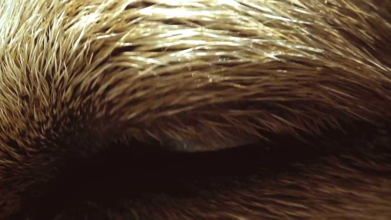 The Laughing Heart by Charles Bukowski