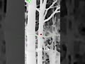 AGM Rattler TC19-256 makes hunting squirrels shooting fish in a barrel. #thermal