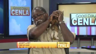 Adopt A Pet for June