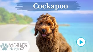 Cockapoo Breed Highlights