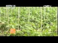 农广天地 《农广天地》 20141119 杂交番茄制种