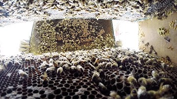 Inspecting hives for the presence of varroa