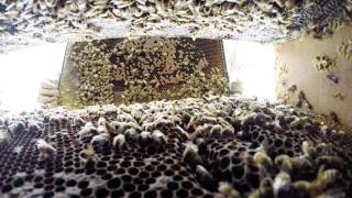 Inspecting hives for the presence of varroa screenshot 5