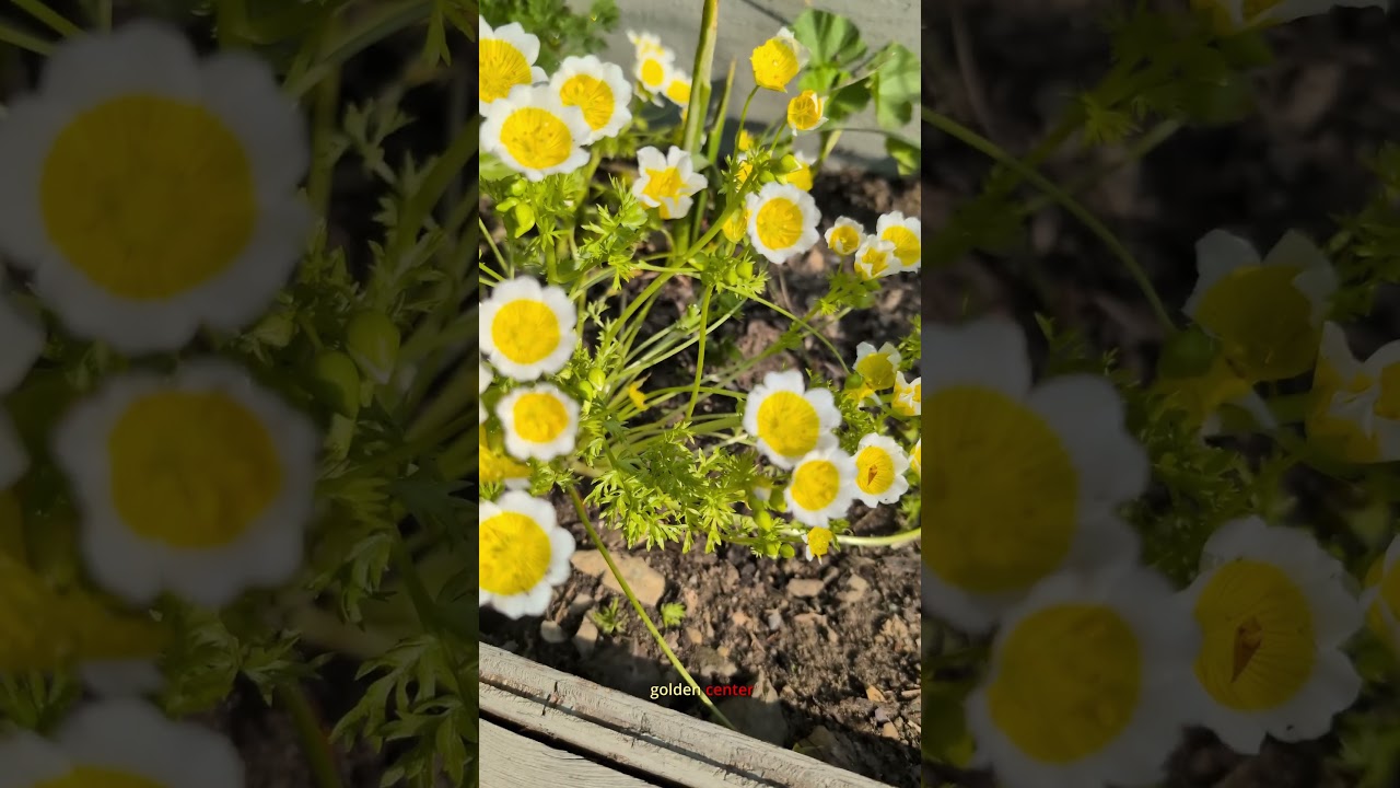 Meet the Adorable Poached Egg Plant! 🍳🌼 #irishgarden #gardening #wildflowers