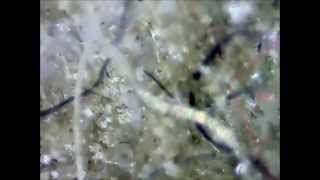 Dusty Spider Web Under a Microscope