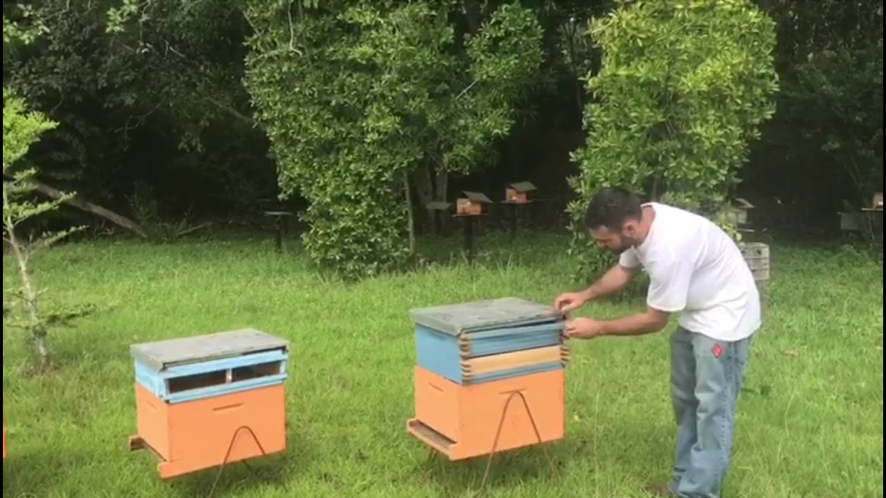 É muito fácil produzir PRÓPOLIS, assistam esse vídeo. Parte I