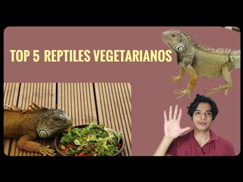 Top 5 reptiles vegetarianos