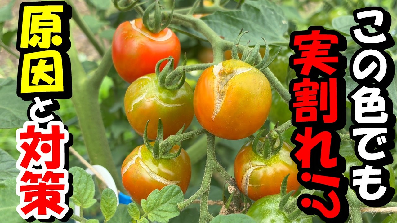 トマト Home Gardening] What should I do? Why tomatoes crack even with
