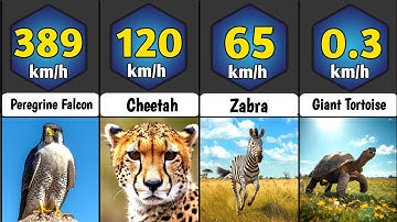 Animal Speed Comparison: WORLD