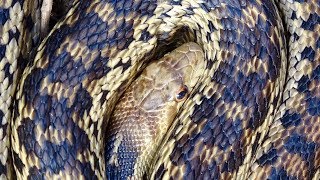Snakes, Polar Bears, and Cow Killers