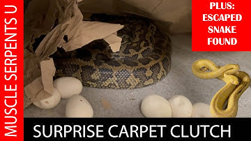 SURPRISE CARPET PYTHON CLUTCH of EGGS! FEB 25, 2021