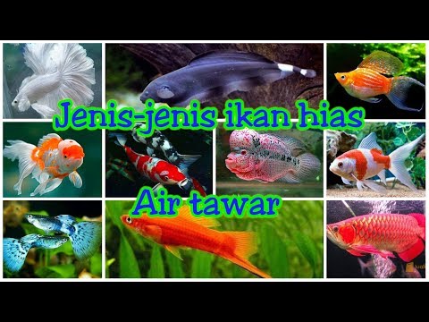 Jenis-jenis ikan hias air tawar di Indonesia || 10 jenis ikan hias air tawar