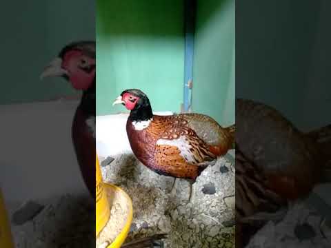 Ayam ringneck merah lagi galak 