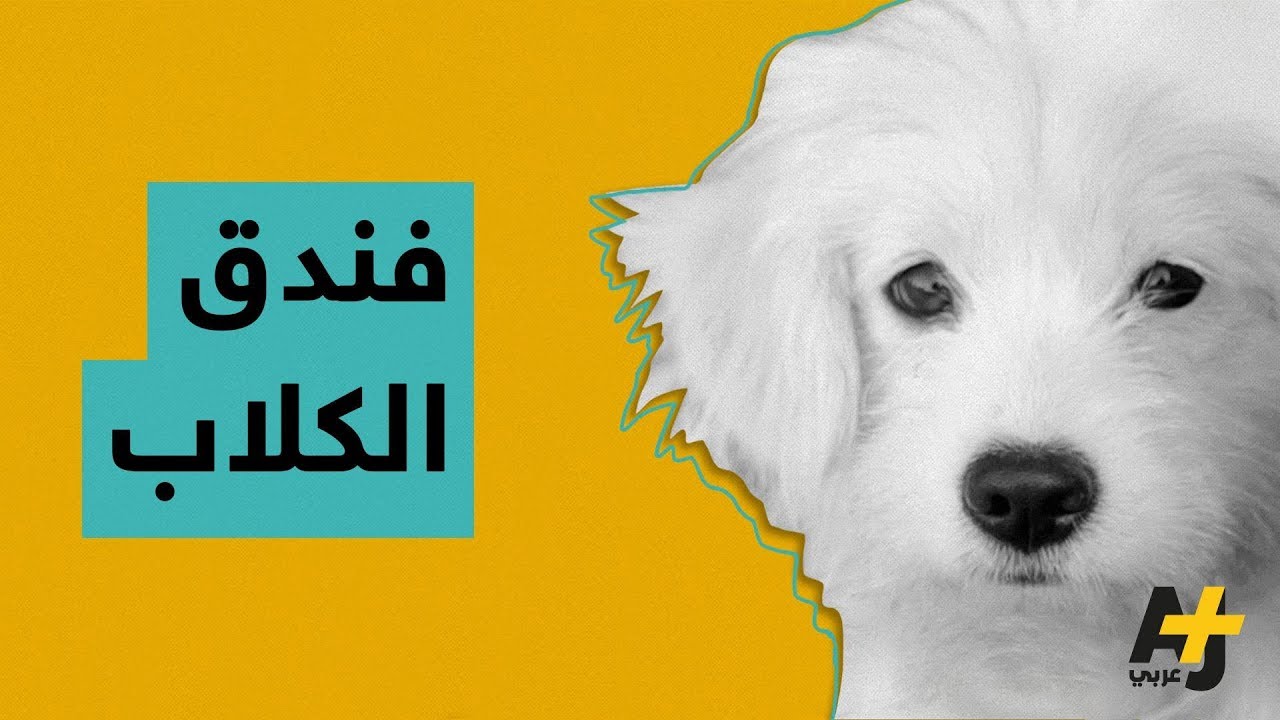 فندق للكلاب فقط يقدم لهم خدمات متميزة