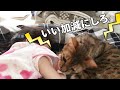 しつこく触ってくる1歳娘に指導噛みをする子守り猫