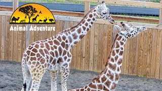 Tajiri &amp; Desmond  - Giraffe Deck Cam - Animal Adventure Park