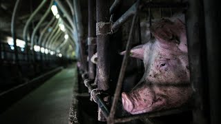 Gestation Sow housing-showing what the housing looks like