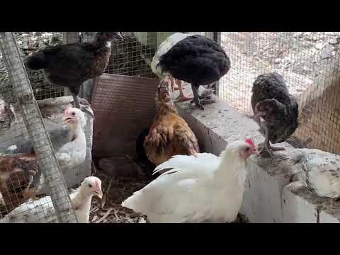 Ayam Kampung Golden Permud, Usia 1 Bulan 3 hari