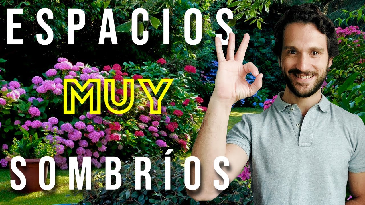 Planifica Tu Terraza o Jardín con MUCHA SOMBRA ⛅️ Plantas de Sombra y Frío