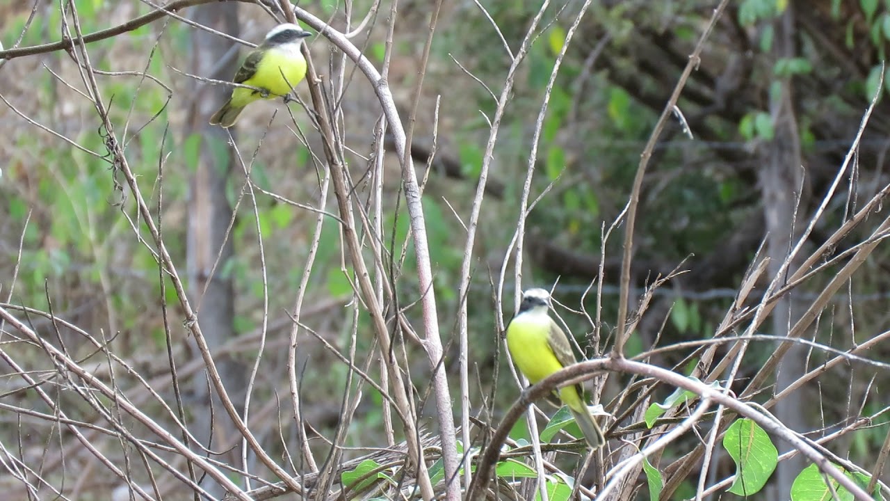Social Flycatchers