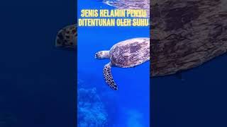 fakta menarik kura kura yang wajib kalian tahu