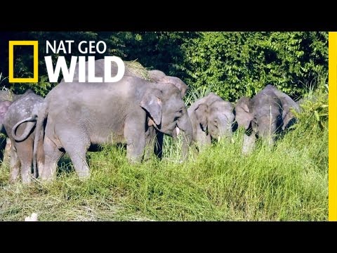 पृथ्वी पर सबसे छोटा हाथी | जंगली इंडोनेशिया