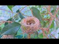 Hatch 1 allens hummingbird egg number 1 hatching babyhummingbirds hummingbird nest