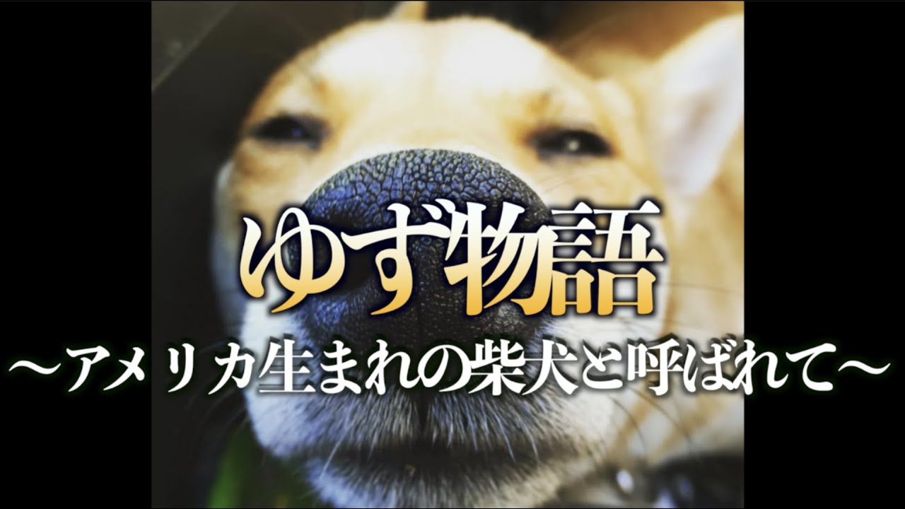 犬ドキュメント ゆず物語 アメリカで生まれた柴犬と呼ばれて Youtube