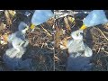 Captiva Eagles~ Second breakfast for the little ones~8:16 am 2024/01/01