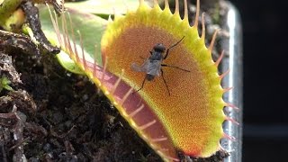 Flytrap feeding compilation: 5 flies fed to 5 Venus Flytraps